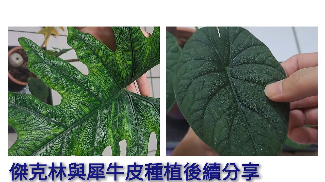 植友想看的 快3年的傑克林及犀牛皮換盆後續分享 #觀葉植物