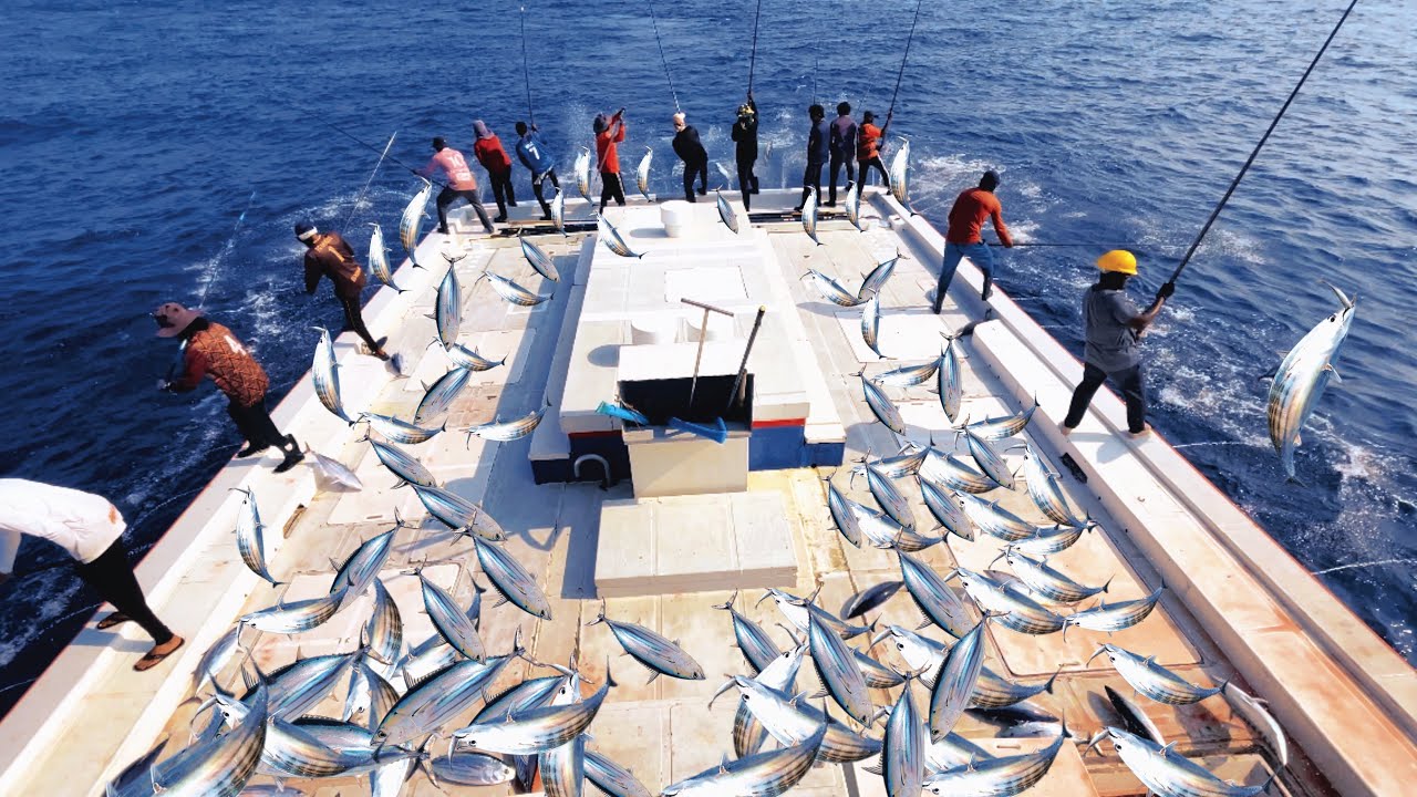 Maldives Sustainable skipjack tuna fishing 🎣