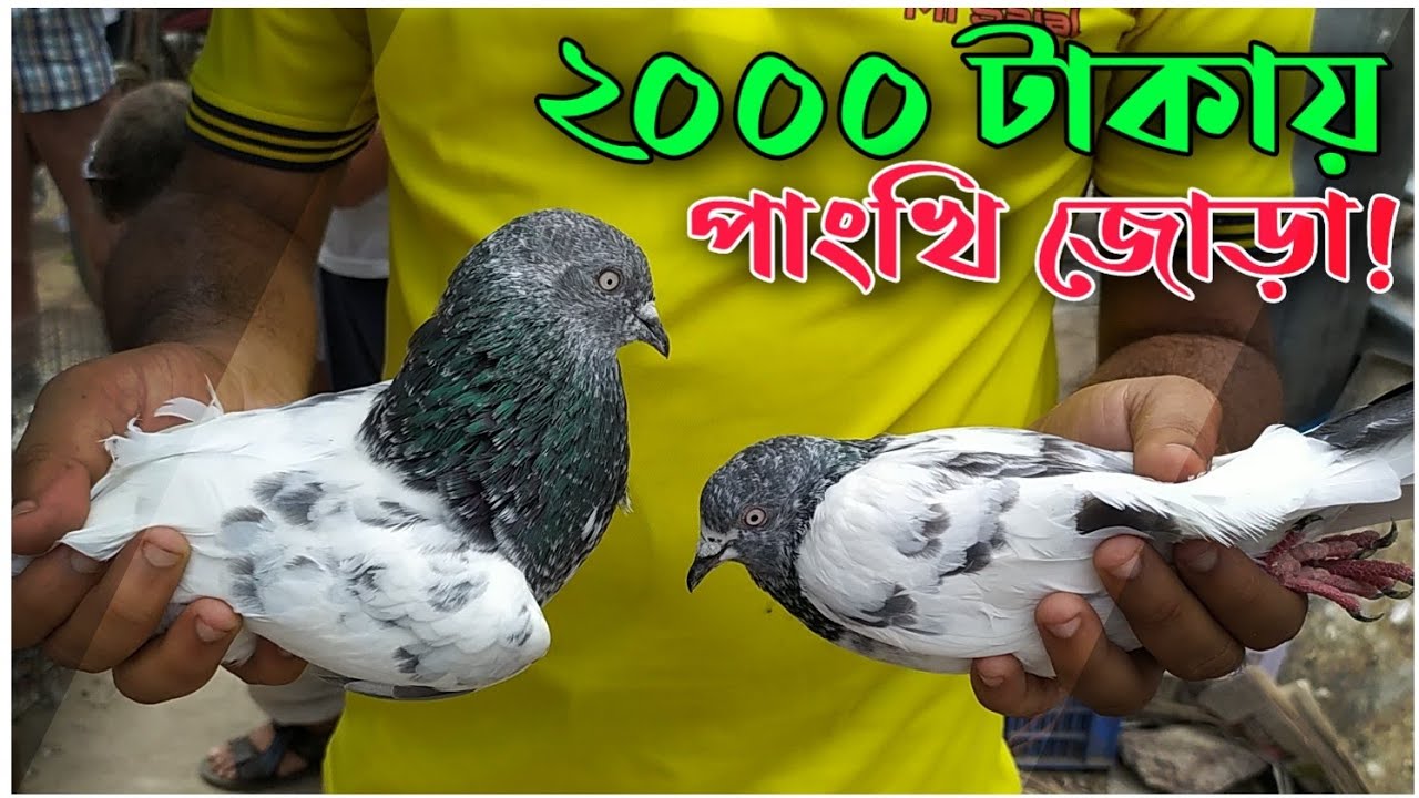 ভালো পাংখি ২০০০ টাকা জোড়া, কোথায় পাবেন?