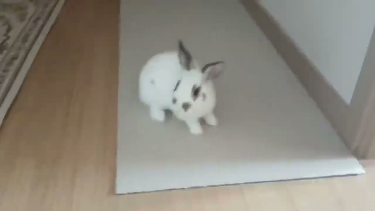 댄스~ 댄스쿠키, 토생 7개월