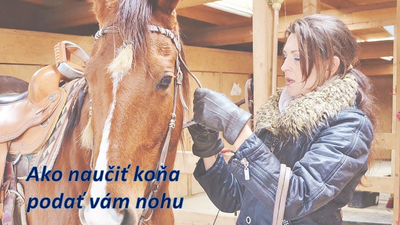 Ako naučiť koňa podať vám nohu.
