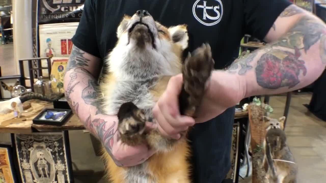 Soft taxidermy a new art