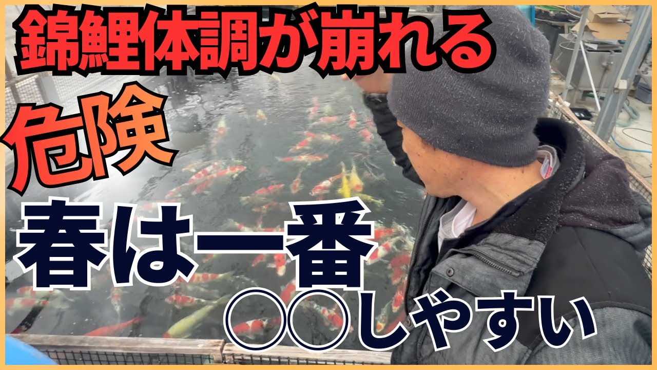 親鯉の準備と危険な春の錦鯉#錦鯉 #koi #アクアリウム 
