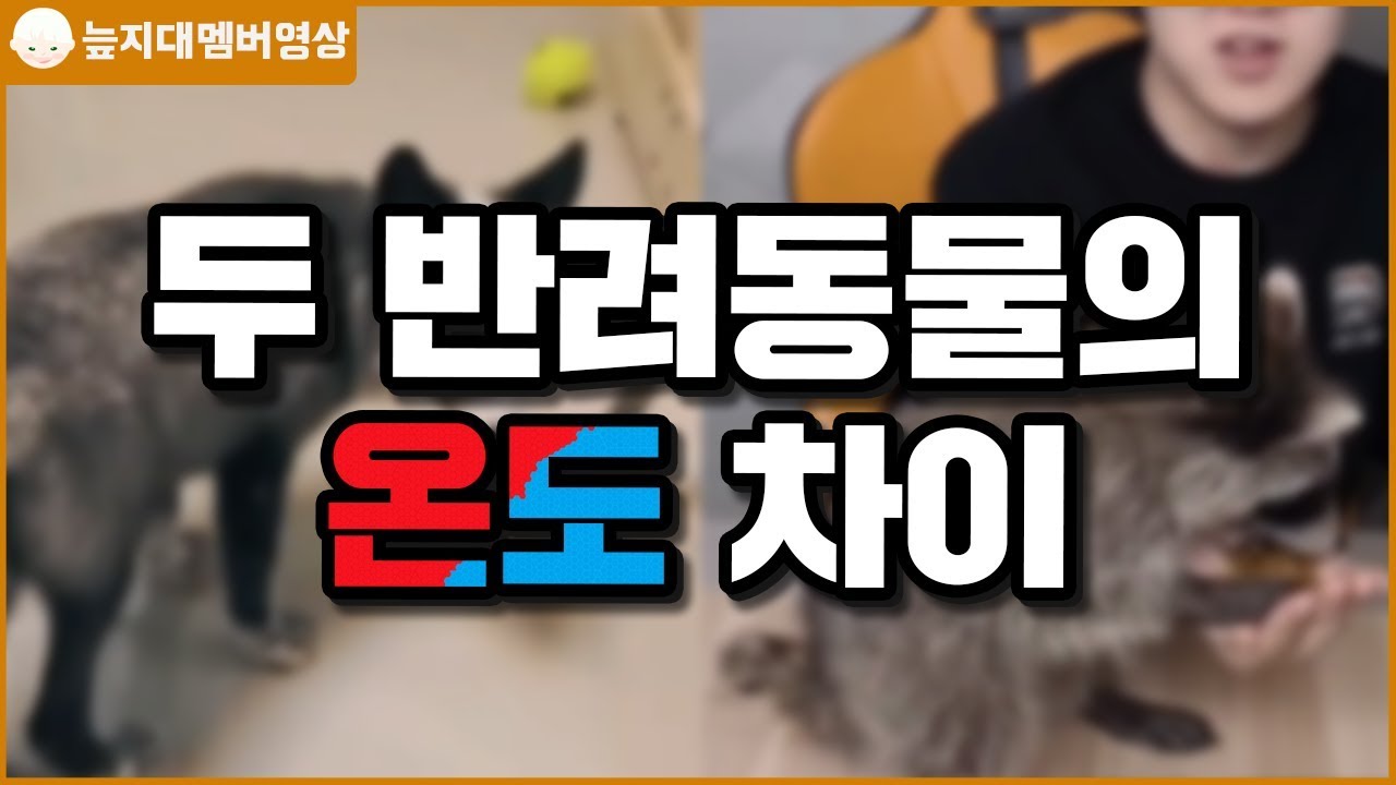 두 반려동물의 온도 차이 [늪지대 멤버영상]