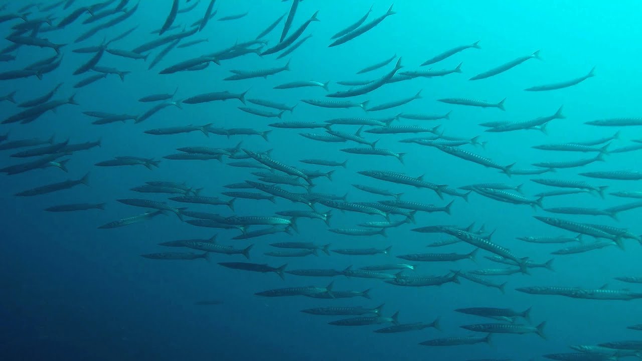 Diving near L'Ametlla de Mar, Costa Dorada, Spain, July 2022.