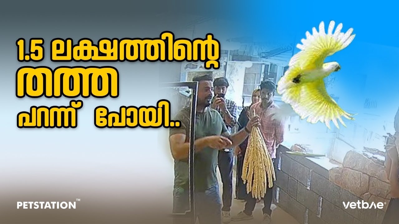 ഒന്നര ലക്ഷത്തിന്റെ തത്ത പറന്ന് പോയി🥲, CCTV ദൃശ്യങ്ങൾ കാണാം.. ഭാഗ്യം കൊണ്ട്‌ തിരിച്ച്‌ കിട്ടി..