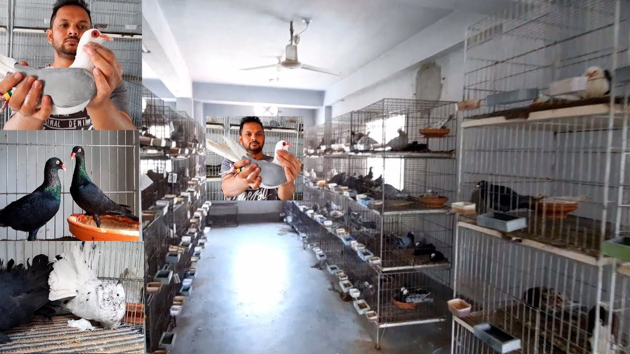 Biggest fancy pigeon farm in Bangladesh | Best fancy pigeon collection in the world | Pigeons video