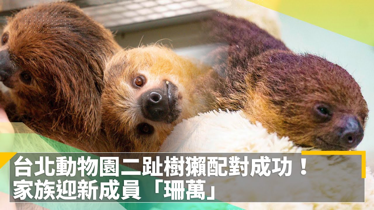 台北動物園二趾樹獺配對成功！　家族迎新成員「珊萬」｜鏡速報 #鏡新聞