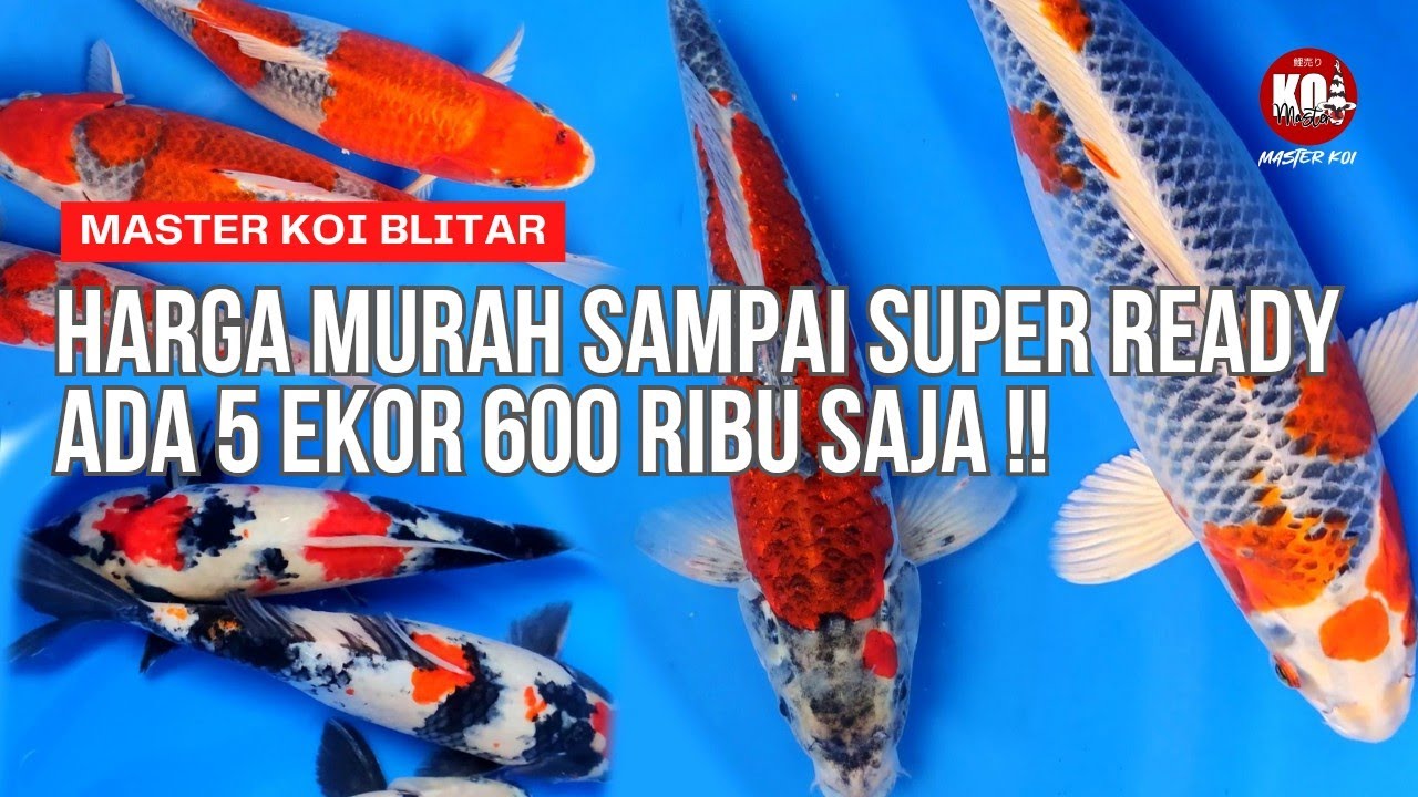 PAKET IKAN KOI DARI YANG MURAH SAMPAI YANG SUPER READY BOSKUU‼️