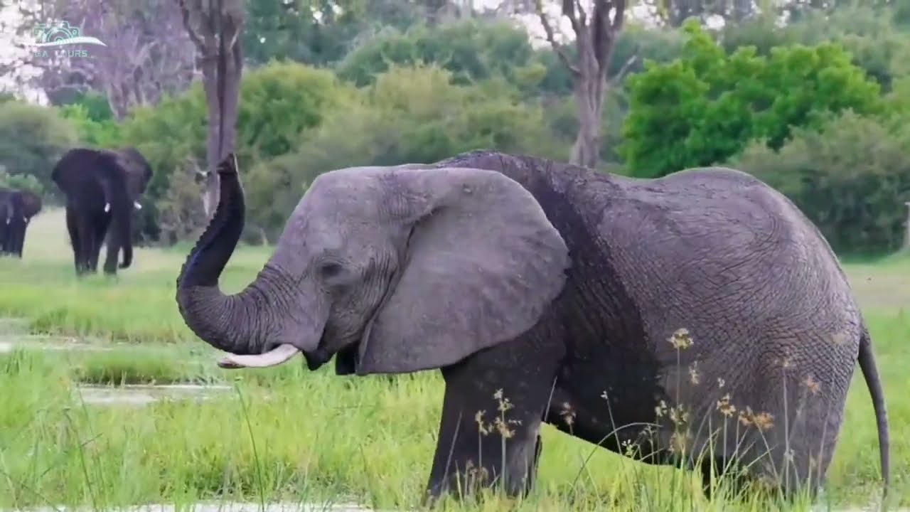 Epic 3-Day Maasai Mara Safari in Kenya