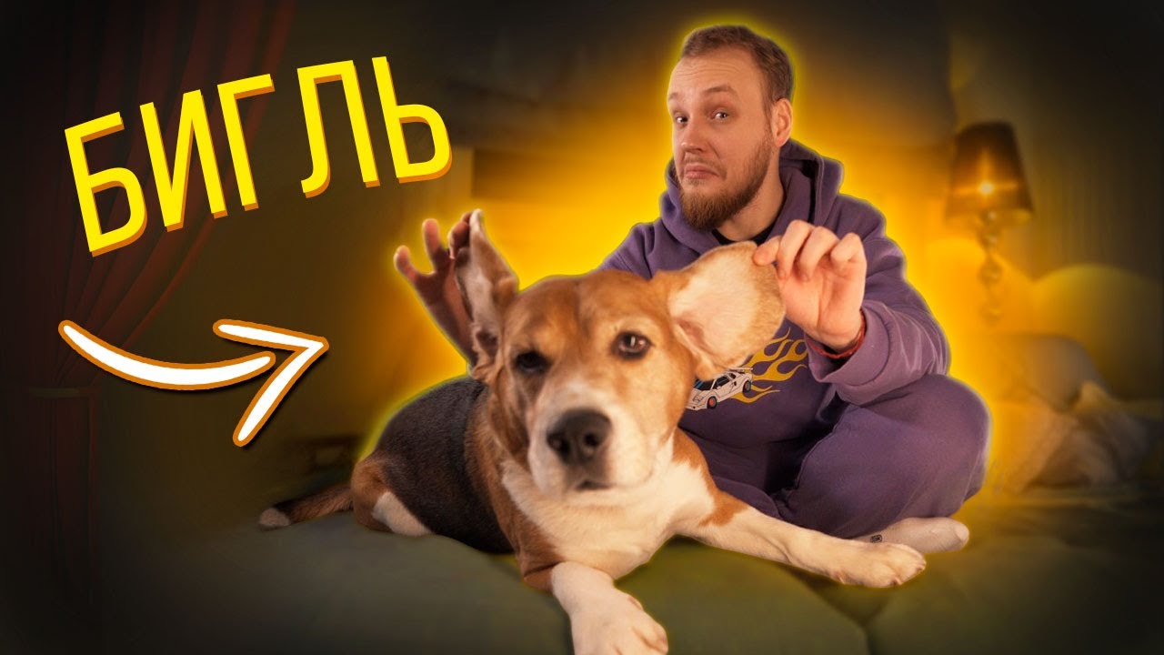 БИГЛЬ| все о породе| личный опыт владения породой| ОН ОЧЕНЬ ЗАБАВНЫЙ