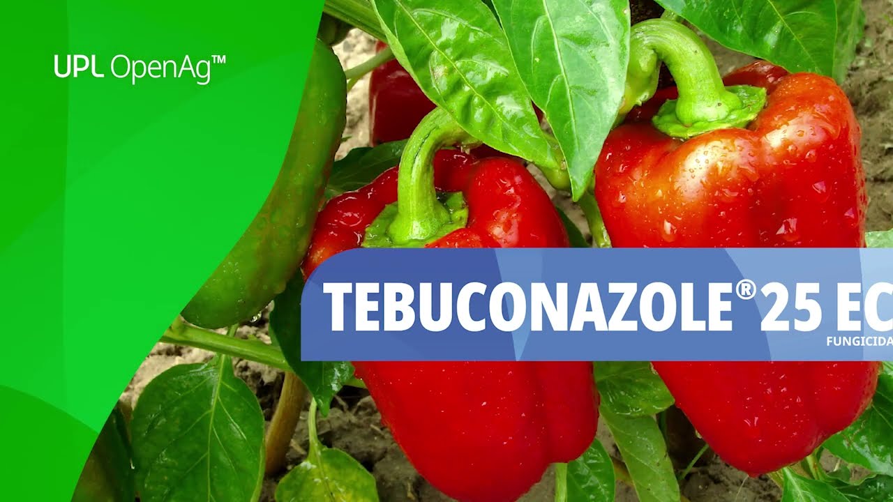 Soluciones UPL | Tebuconazole&reg; 25 EC Fungicida sist&eacute;mico para los cultivos de Tomate, Caf&eacute; y Chile