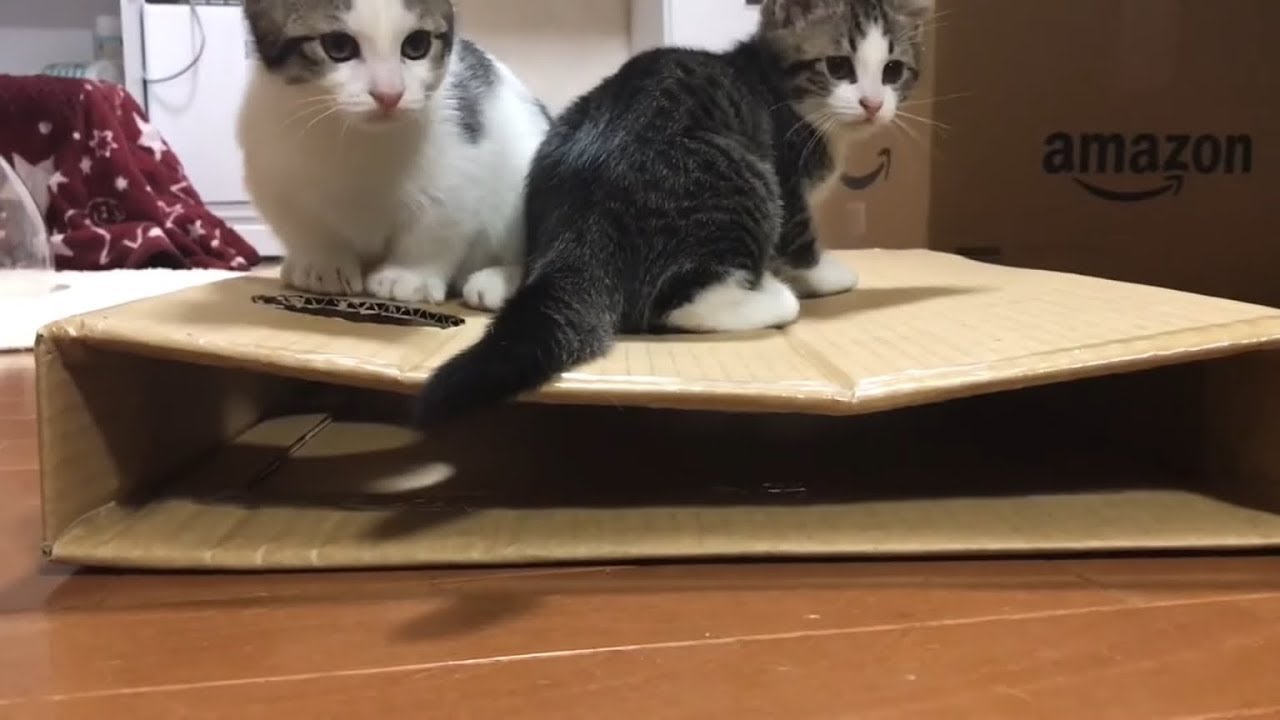 子猫の真似をした母猫の悲劇がかわいい