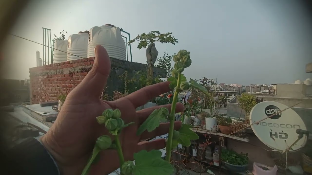 Chhat ko badla terrace garden mein 🌲#terrace garden #garden #viral