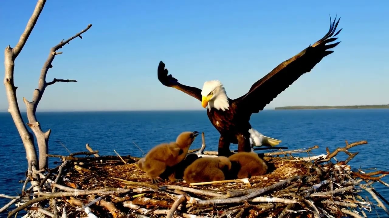 Parent Eagle Demonstrates Stretching and Flapping the Wings #Wildlife #Beautiful #Eagles #shorts