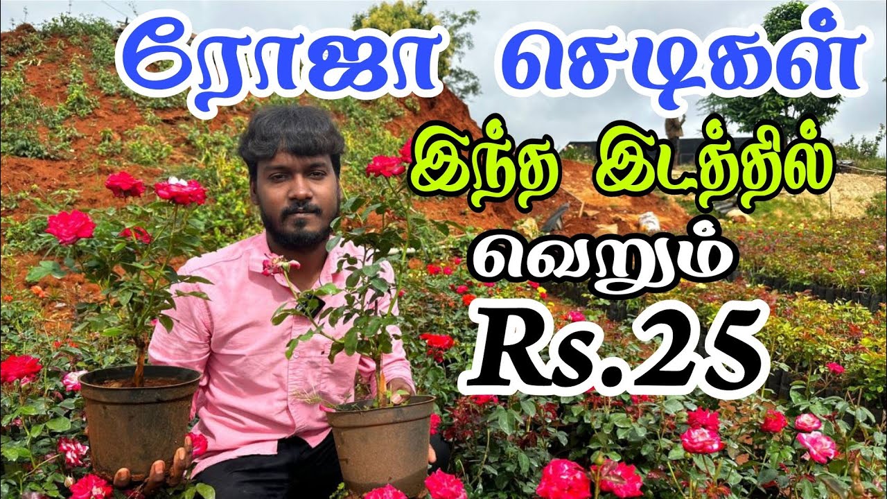 🌀🤭வெறும் 25 ரூபாய்க்கு ரோஜா செடிகள் கிடைக்கும் இந்த இடத்தில்😮😮/Rose plant wholesale nursery