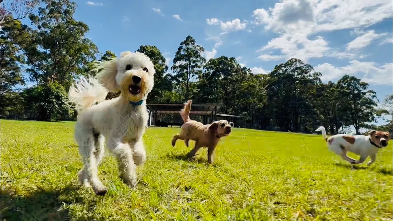 Look 👀 at Fudge go!!! 🐕🐾🤭