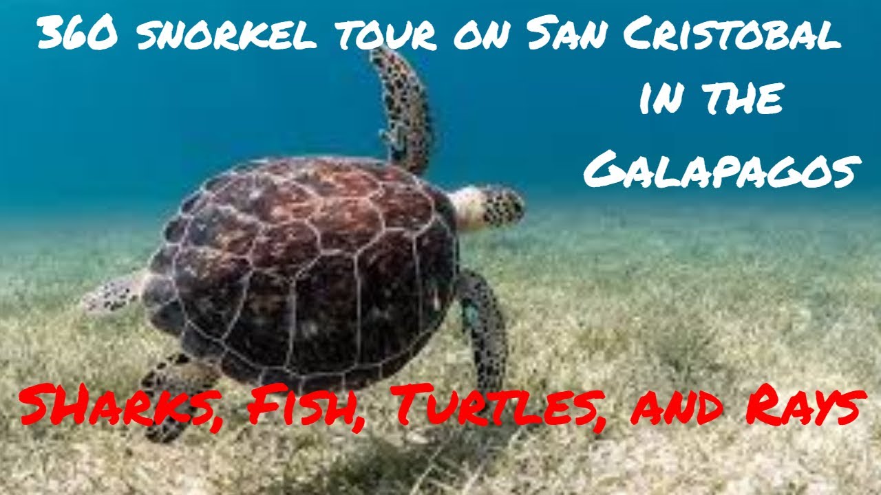 Galapagos 360 tour.  Snorkeling around the Island of San Cristobal, in the Galapagos.