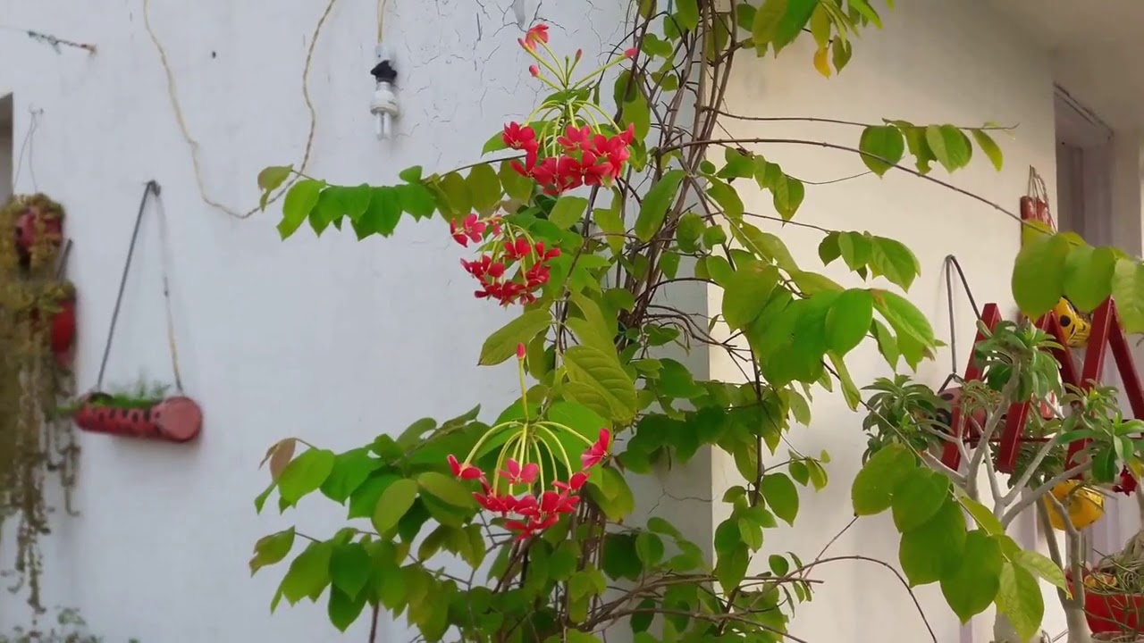 Madhumalti/ Rangoon Creeper How to Care in Pot & Increase Blooms🌸🌿🌸🌿🌸🌿🌸