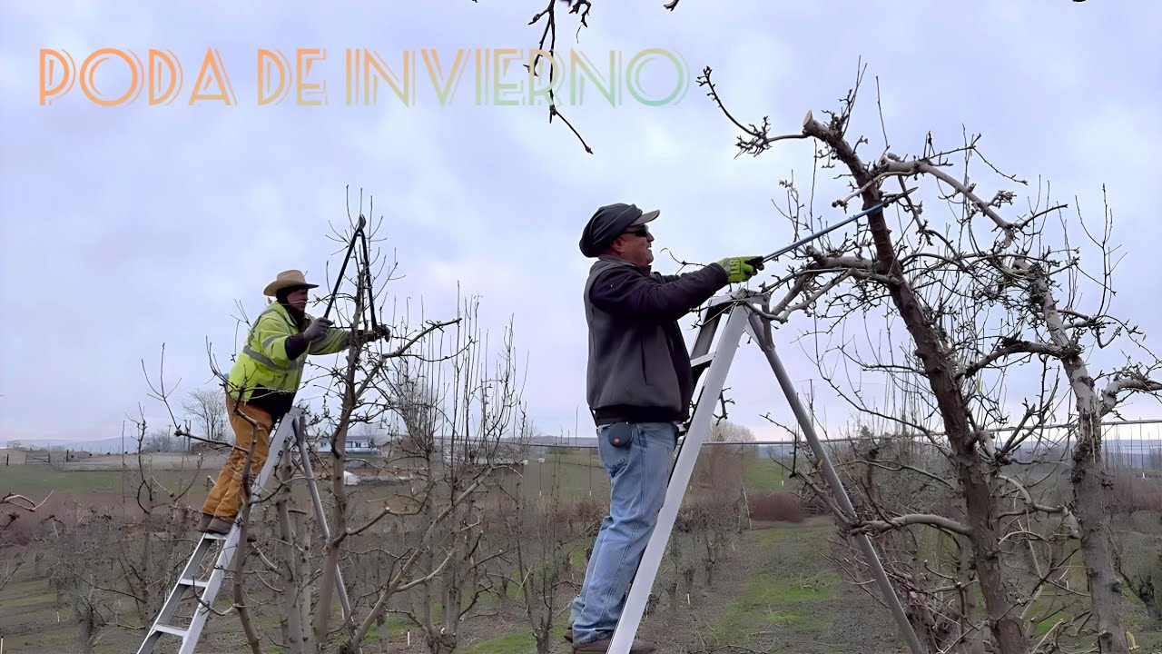 Así es la poda de invierno en Washington Trabajo X horas #agricultura #frutales
