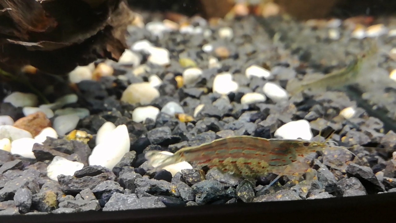 Krewetka Amano w ciąży:) Caridina Multidentata