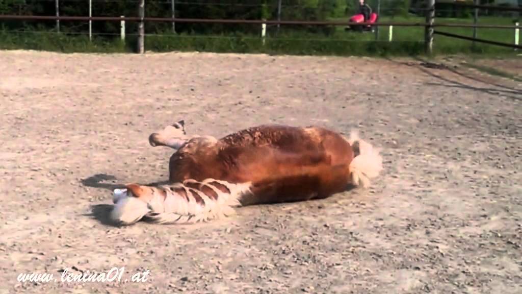 Pferd beim Wälzen.