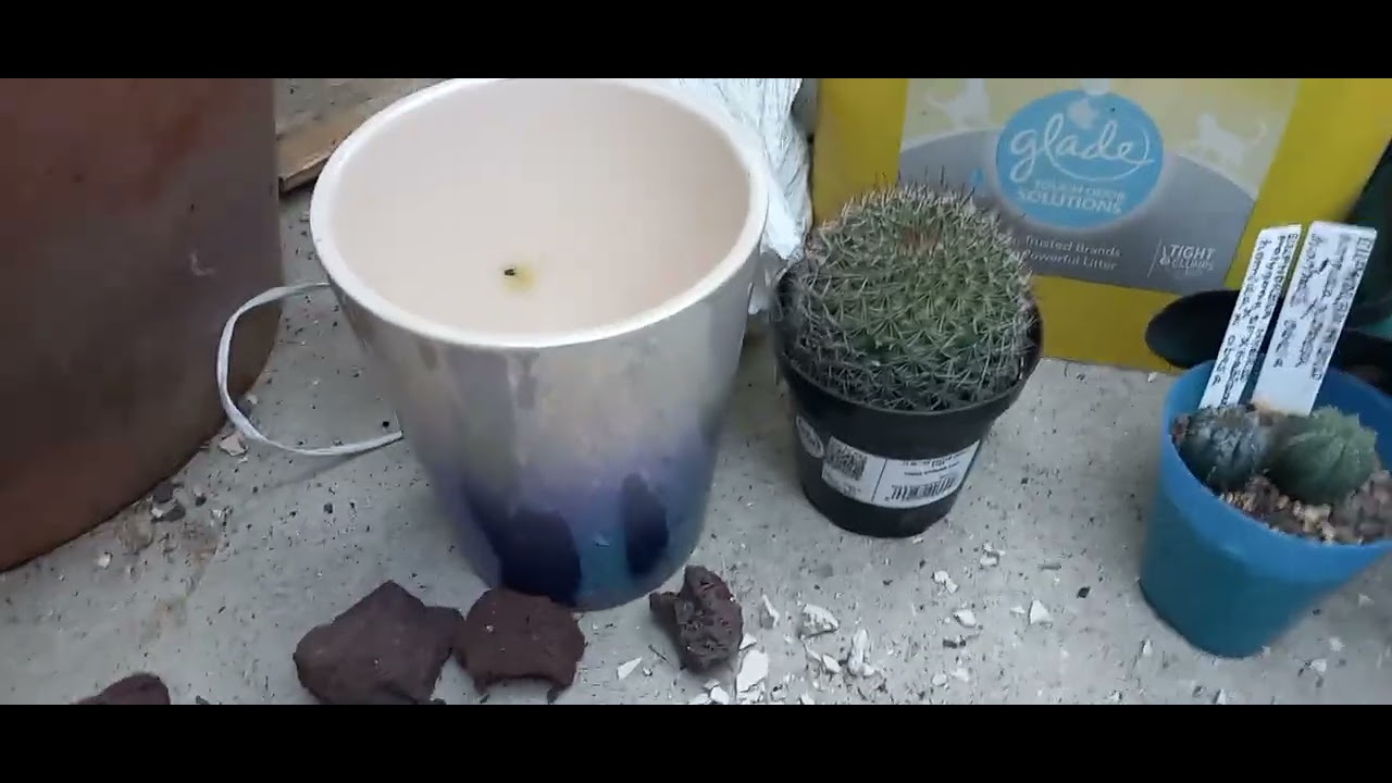 Repotting  a few plants, with an explanation. 