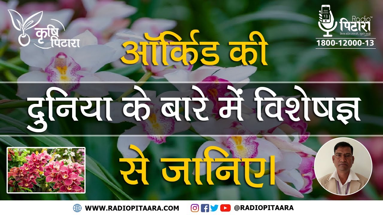 Orchids | Orchid Plants की देखभाल कैसे करें | ऐसे तैयार करें सुंदर Orchids | विशेषज्ञ की राय