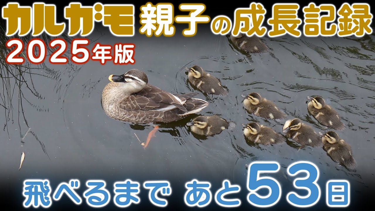 カルガモ親子の成長記録2025年版（第04回） 生後10日目 たっぷり見たいマニアのためのゆったり編集 2025年5月19日 飛べるまであと53日