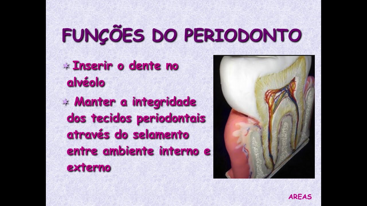 ANATOMIA DO PERIODONTO PARTE 1