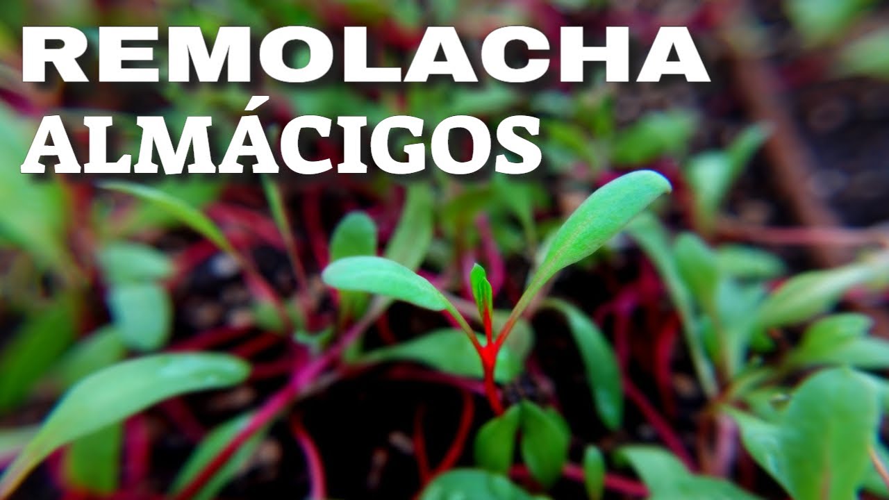 👉Cómo sembrar REMOLACHA orgánica en Casa