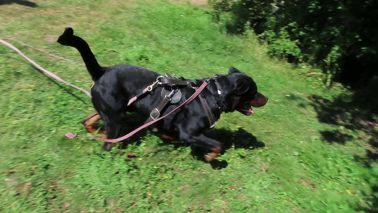 Rottweiler protection training for schutzhund titles - Willie v Schwarzerwald