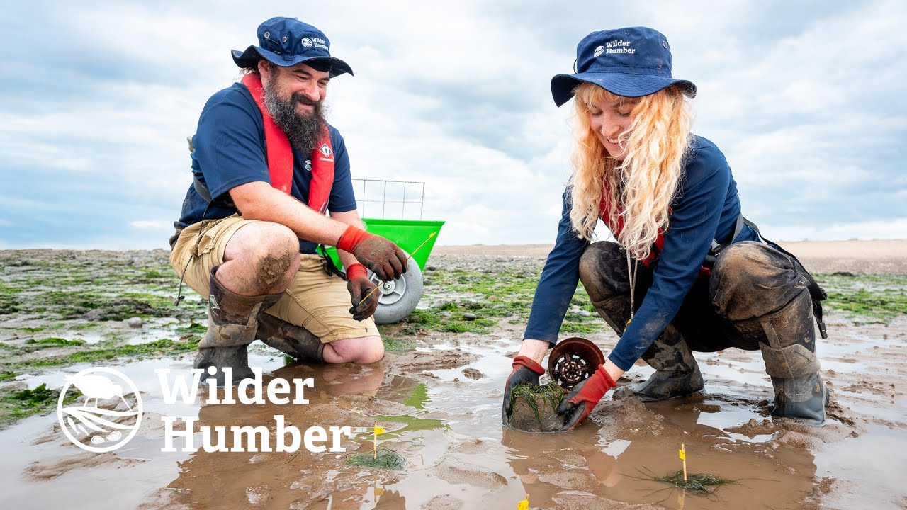 Seagrass Restoration Methods in the Humber | AJ & Georgia Explain | #WilderHumber