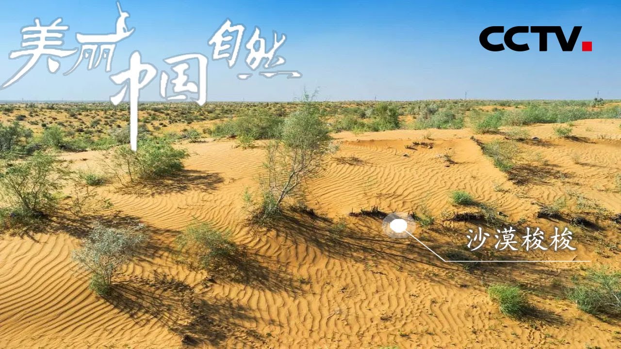 沙漠里的绿色希望 原来梭梭树的作用这么大！《美丽中国自然》祁连山系列【CCTV纪录】