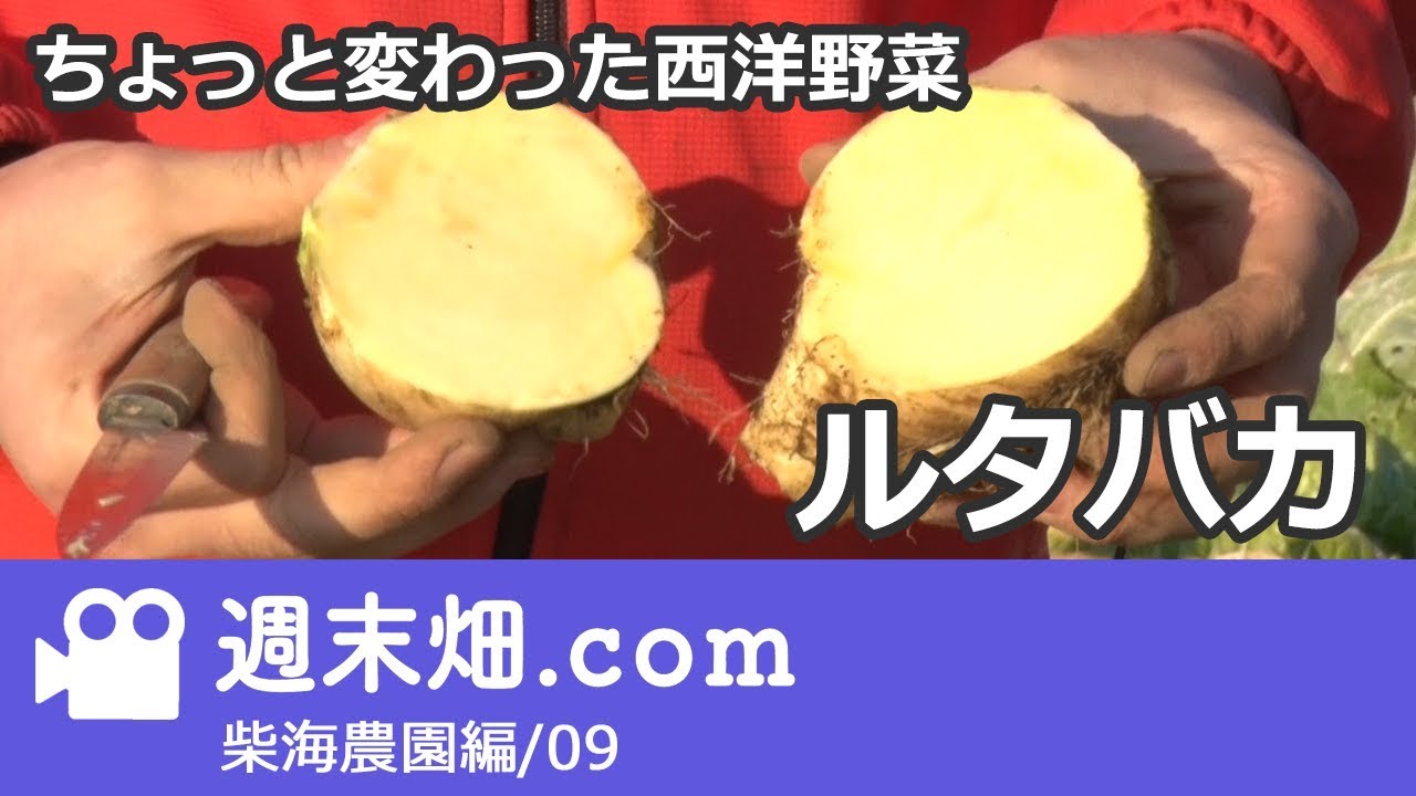 変わり種野菜「ルタバカ」とは？　 柴海農園