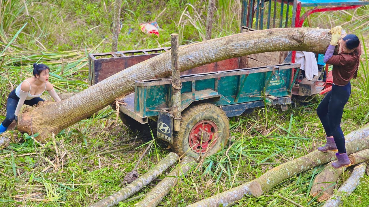Agricultural vehicle, two sisters from the mountains harvest large trees and use special skills#wood