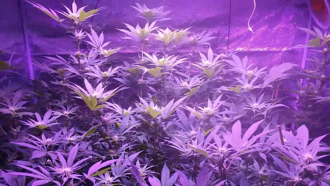 AK-47 flower 2nd grow 21st day of flower