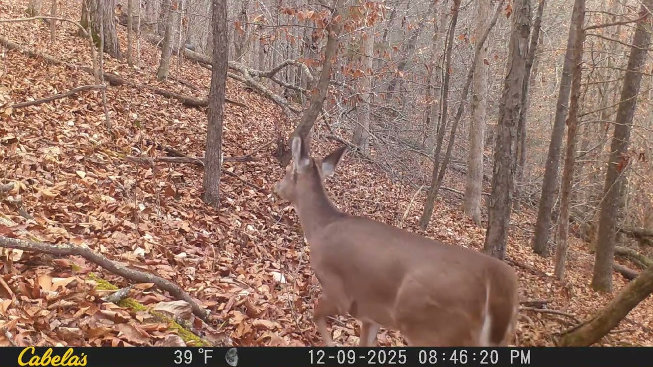 Game Camera Footage 2025 02