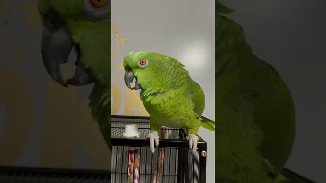 Loros hablando