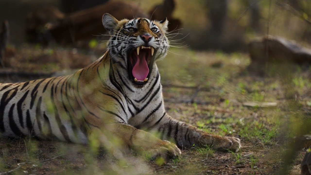 Roar of a Tiger – The Jungle’s Most Powerful Sound! 🐅🔥🎤