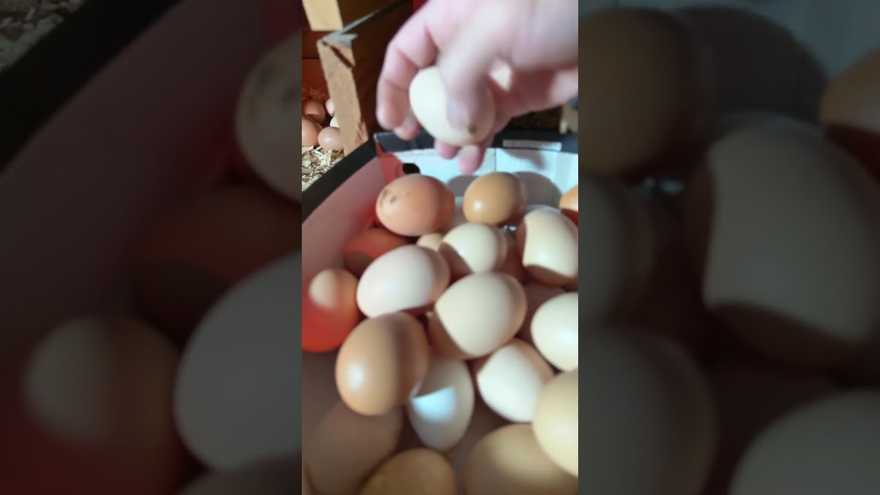 Harvest on presidents day🇺🇸#chicken #eggharvesting #relatable 