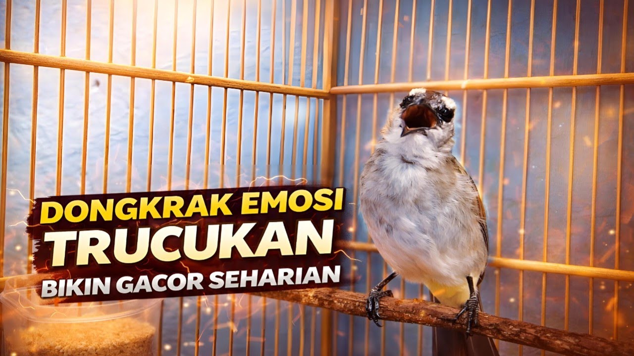 NO 1 TERAPI !! TRUCUKAN GACOR, CEPAT MEMANCING JADIKAN BURUNG TRUCUKAN GACOR NYAUT BUNYI