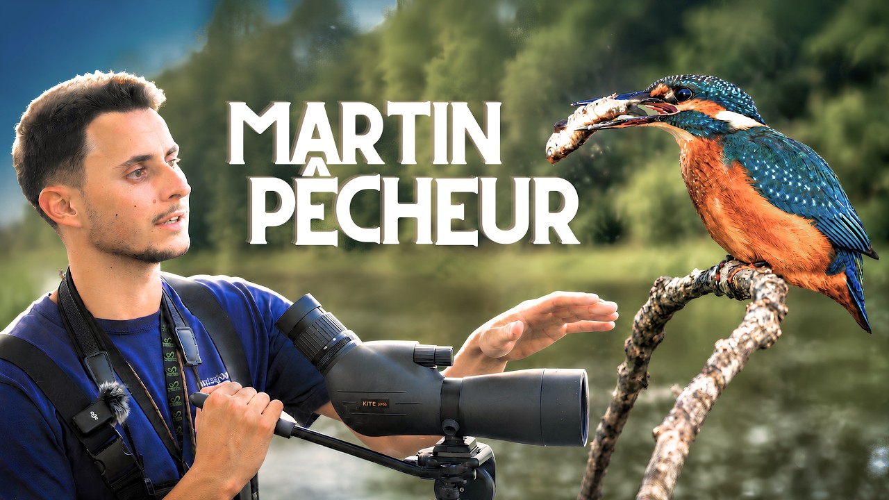 48h au bord de l'étang pour photographier le Martin-Pêcheur !
