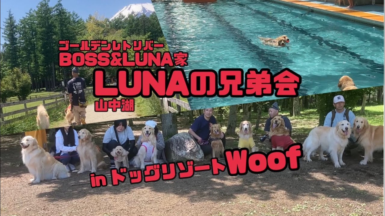 ゴールデンレトリバーBOSS&LUNA🐾LUNAの兄弟会in山梨県山中湖『ドッグリゾートWoof』