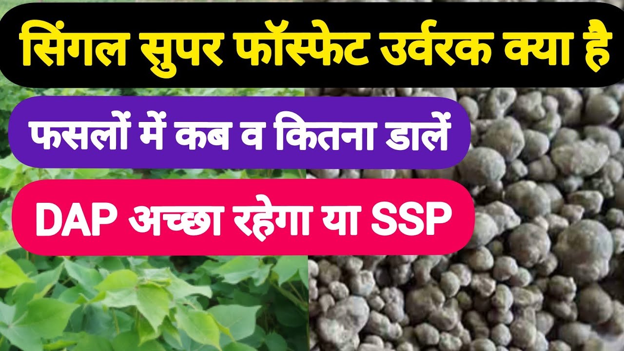सिंगल सुपर फॉस्फेट उर्वरक क्या है,फसलों में कब डालें, कितना डालें//Single super phosphate ke fayde//