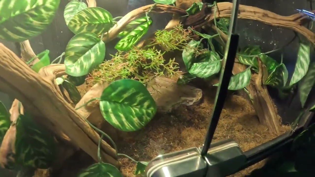 ACUARIO SEANDLAND, SACARON A EVA.