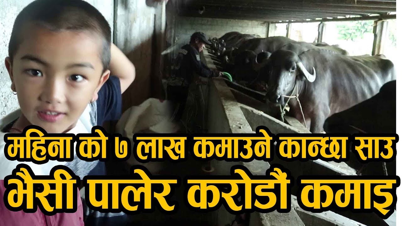 महिना को 7 लाख कमाउने कान्छा साउ।।भैसी पालेर करोडौं कमाइ