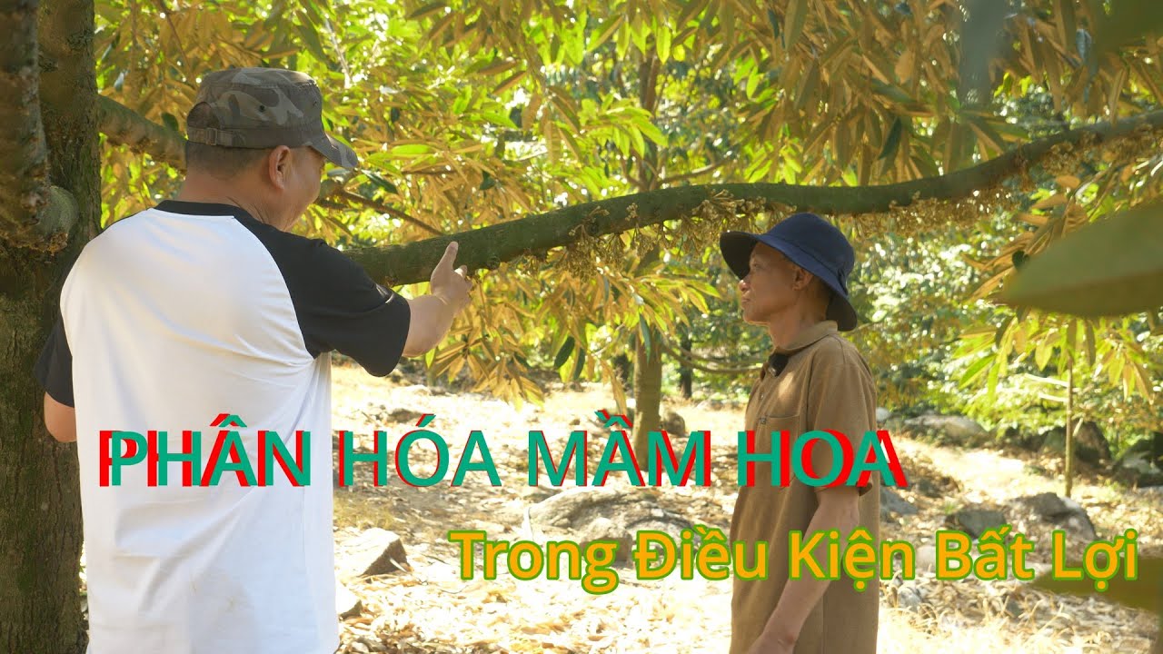 PHÂN HÓA MẦM HOA TRONG ĐIỀU KIỆN BẤT LỢI - TÂN PHÚ - ĐỒNG NAI