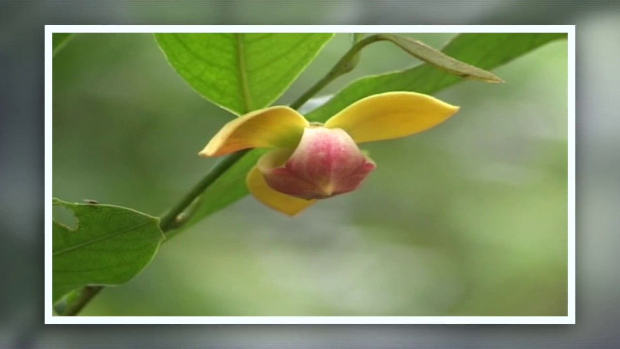 กลาย / กล้วยค่าง/ ลำดวน/   ไม้ดอกหายาก RARE PLANT/HD 1080 (revised)