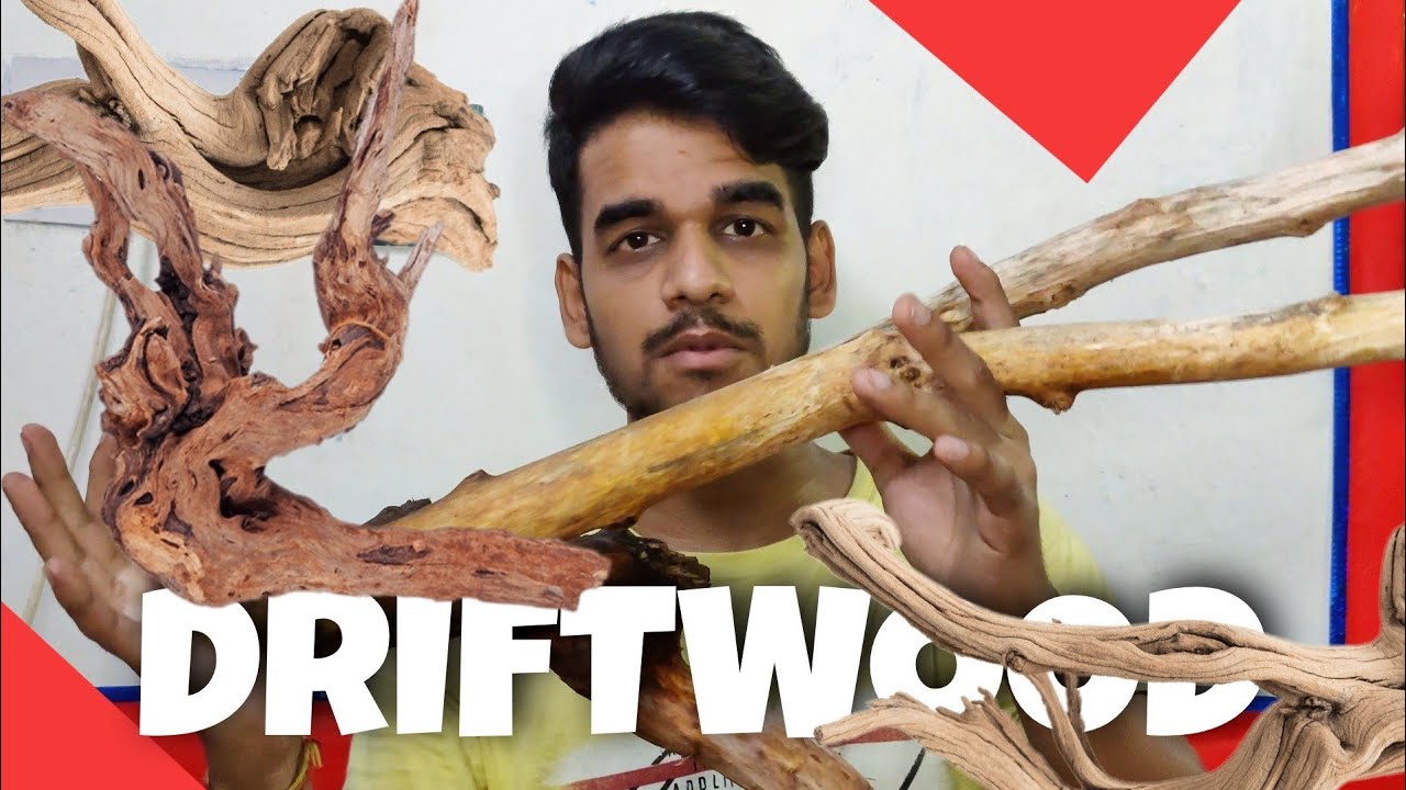 Searching For the Best Aquarium Driftwood for Aquascape. How To Make At Home | Hindi